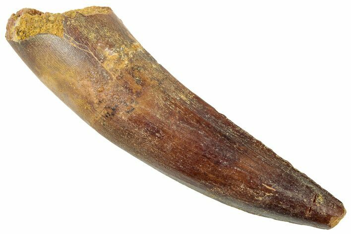 Fossil Spinosaurus Tooth - Real Dinosaur Tooth #322307